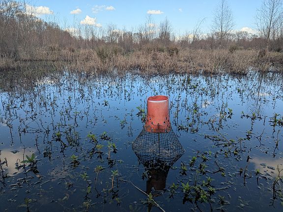Crawfish trap in south marsh