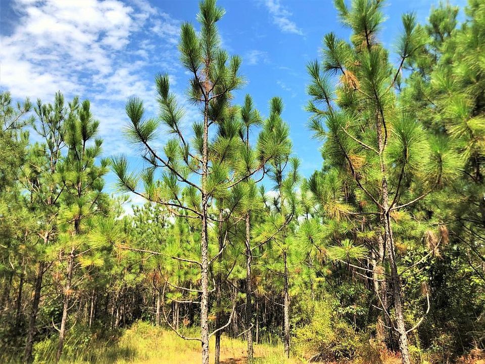 Longleaf Plantation