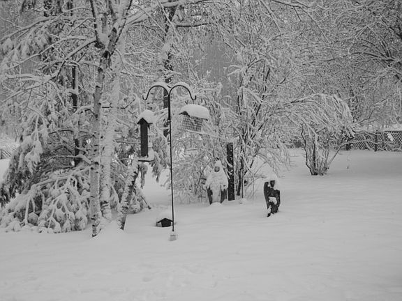 Back Yard in Winter