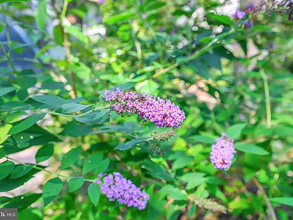 Natural scaping in bloom