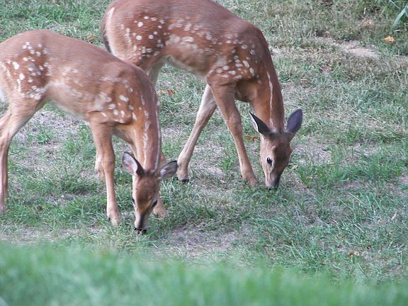 Wooded Common Ground