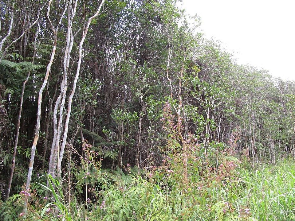 2nd image of 18-1998 Wainani St Lot 849