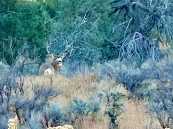 Highway, Gallina, NM 87017