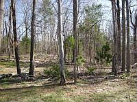 1st image of 8439 Poplar Springs Ln