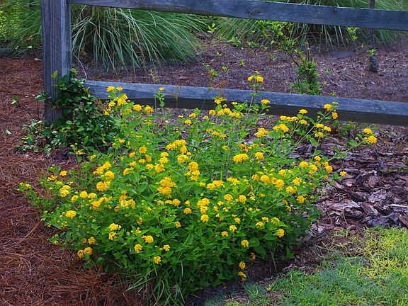 LANTANA