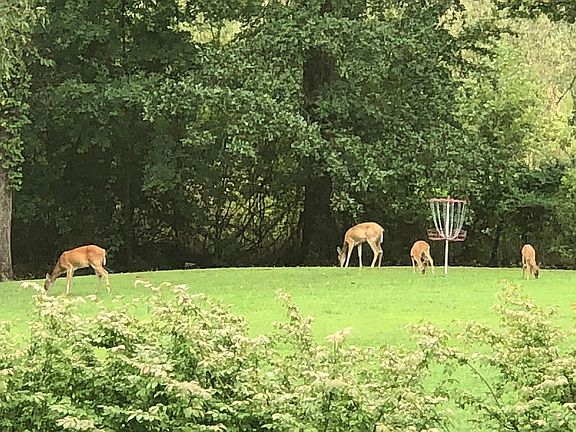 The deer love disc golf.