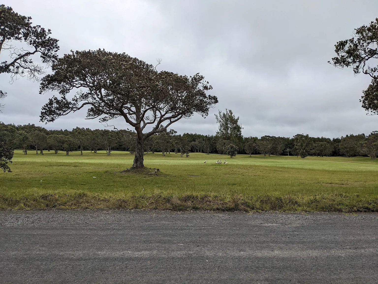 Maealani Pl, Volcano — Photo 2