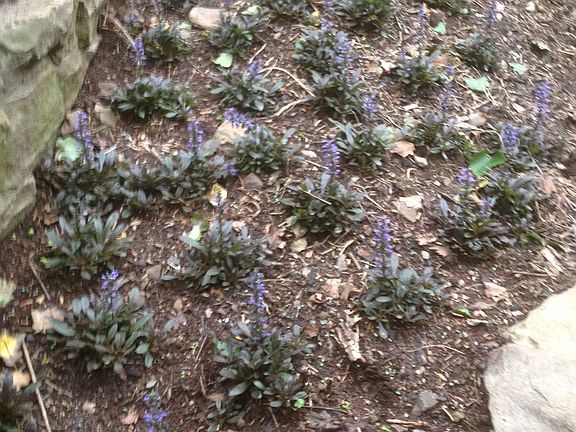 These grow FAST…and pretty!