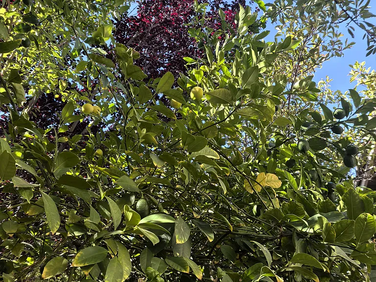 lemon tree with lots of lemons