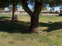 1st image of 10413 W Peoria Ave