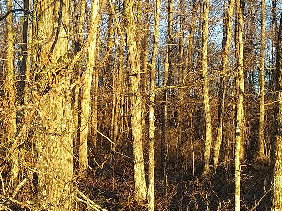 Wooded Acreage 