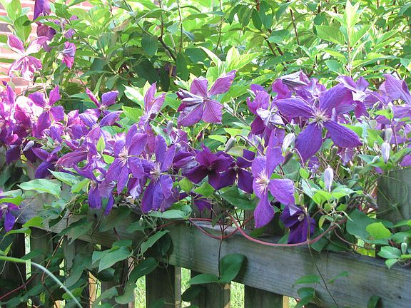 Backyard clematis in June