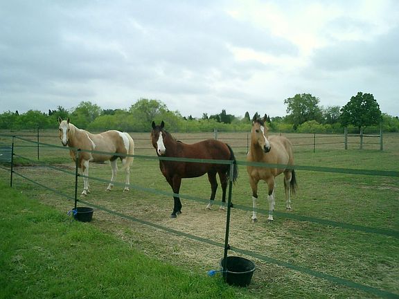 Fences are electric ribbons