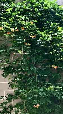 Rented by AAU Real Estate Advisors | media 33