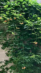 Rented by AAU Real Estate Advisors