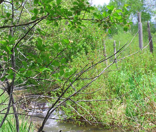 2nd image of 2140 Falcon Creek Dr