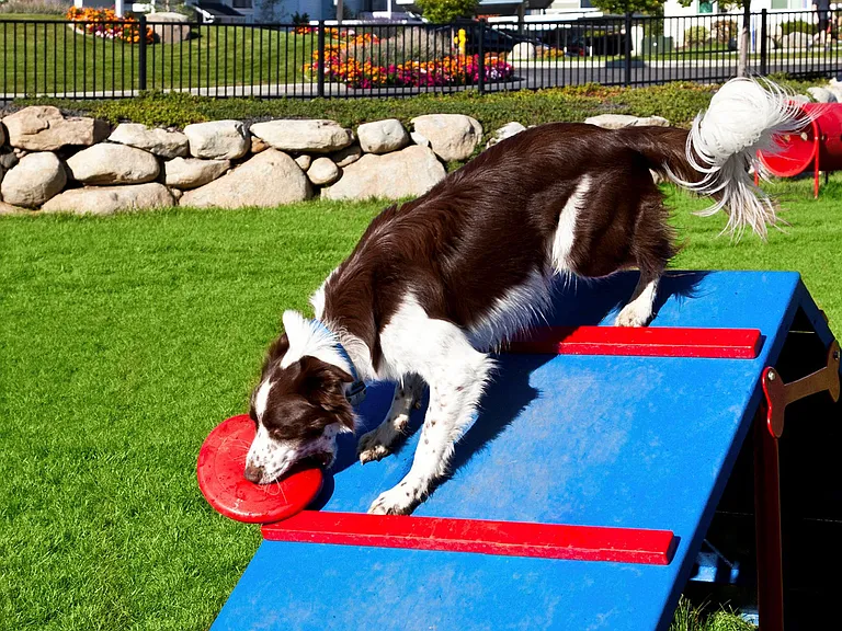 Dog Park