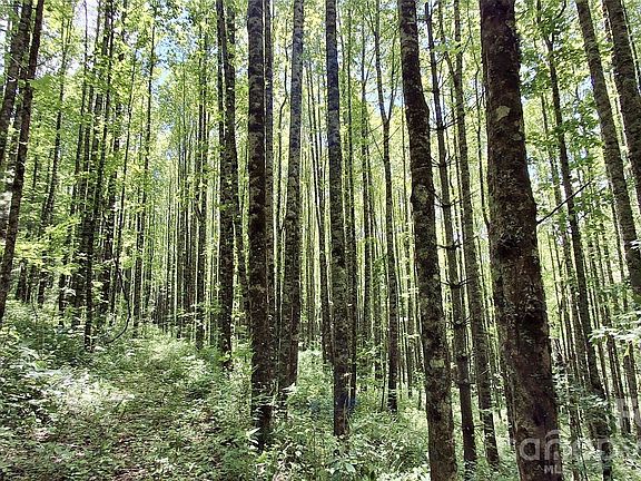 4th image of 0 Cold Mountain Rd