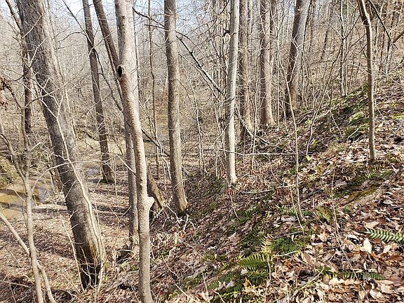 Creek views from your deck.
