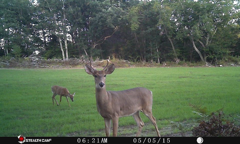 1st image of N Cottonwood Ave