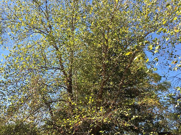 This is one of two beautiful river birch that greets the camper upon entering the yard.