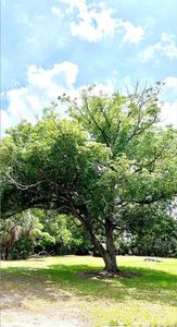W Vining St Lot 7, Winter Garden, FL, 34787