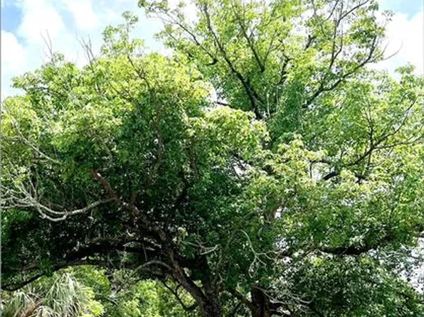 W Vining St Lot 7, Winter Garden, FL 34787