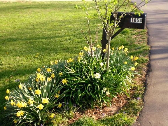 Mail Box Mature Landscaping