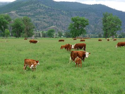 Nelson Ln, Plains, MT, 59859