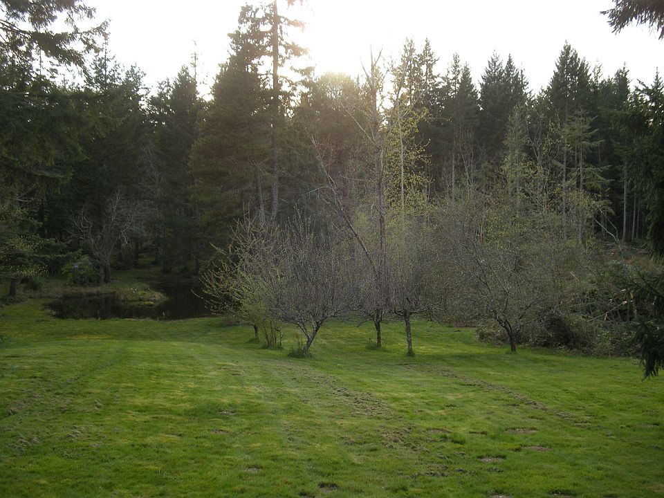 Orchard and pond