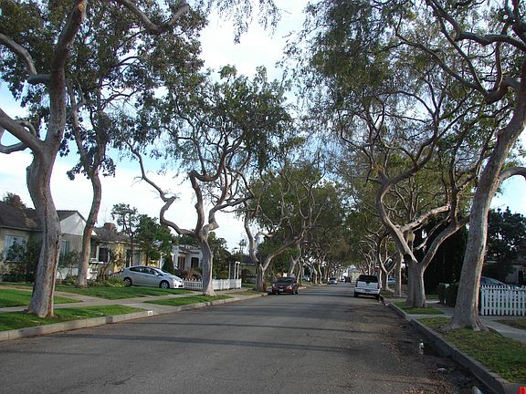 Quiet, tree-lined street