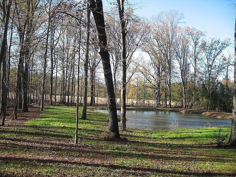 Pond 