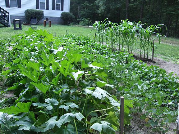 Garden in front yard