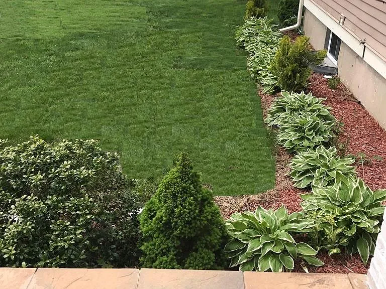 Front yard