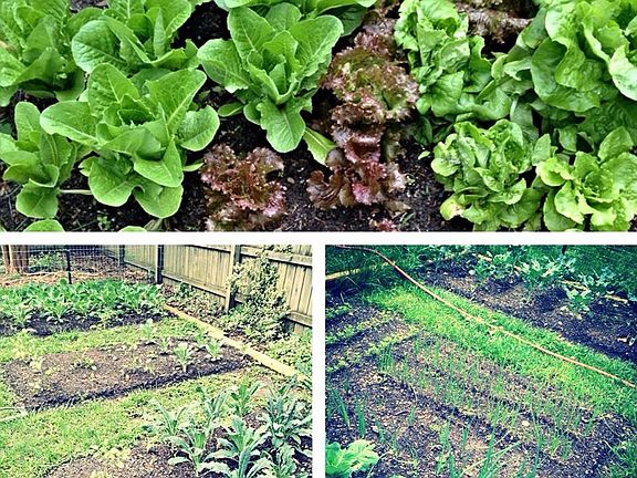 Garden in rear yard!