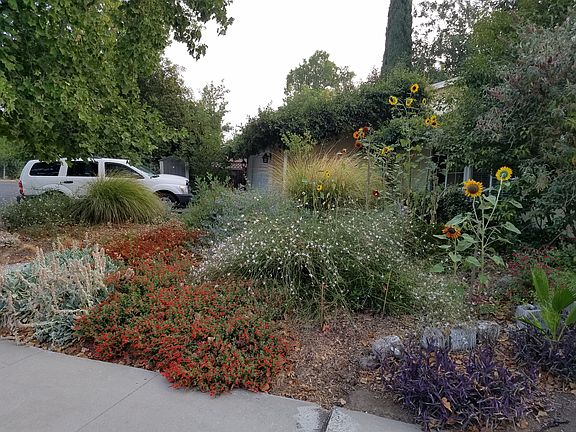 Front - Native CA garden