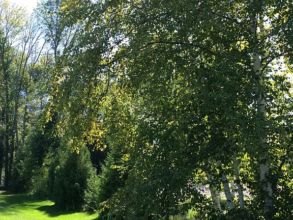 Trees along the creek