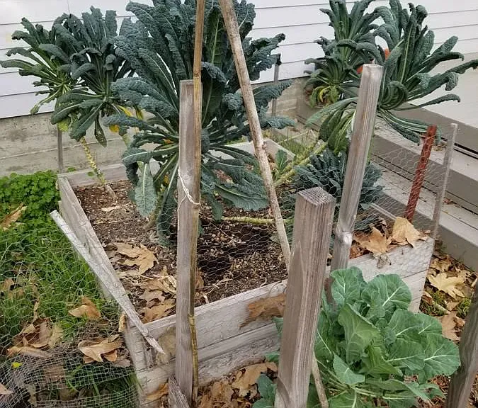 back garden beds