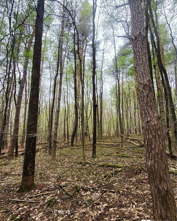 (Undisclosed Address), East Otto, NY 14729 MLS R1466467 Zillow