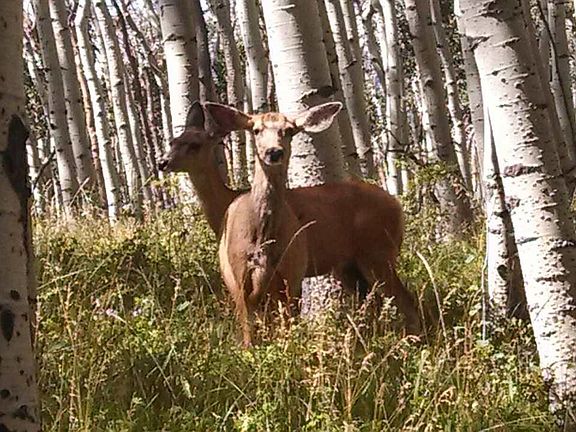 Wildlife watching is a favorite past time.