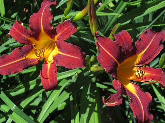 Beautiful Plantings to Enjoy