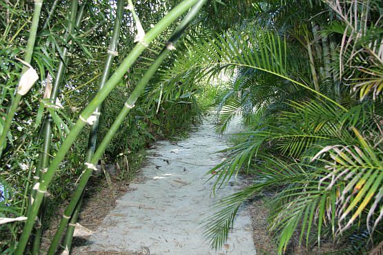 nature trail along the pond