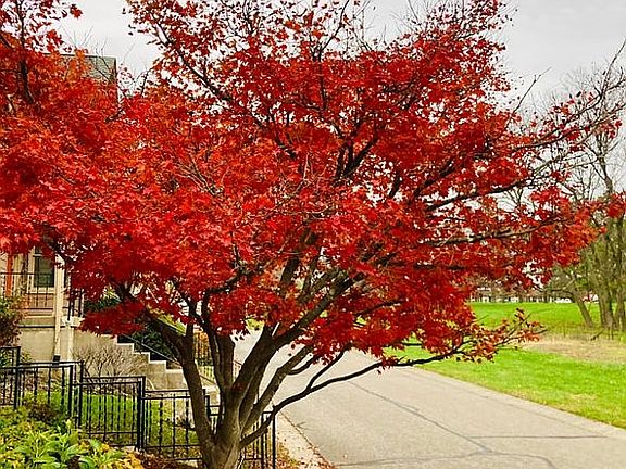 Beautiful Japanese maple.