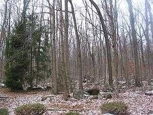 wooded setting