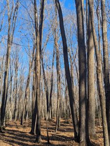 Wausau Rd, Rhinelander, WI, 54501