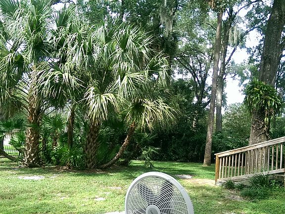 backyard (pardon the fan)