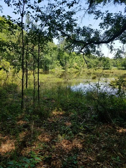 2nd image of 138 Lake Douglas Rd