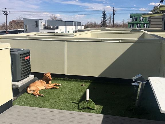 roof top pet turf