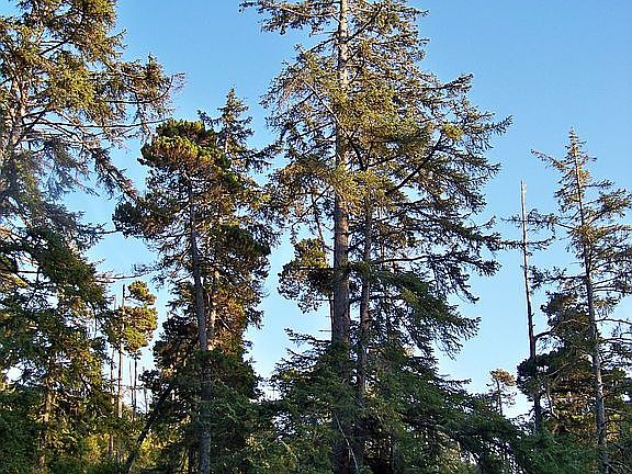 100f sitka behind pond