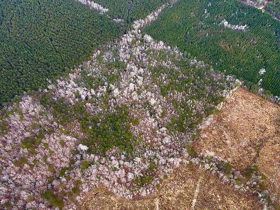 4th image of 0 Pea Ridge Rd